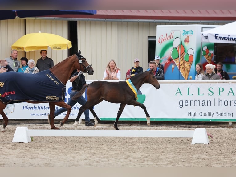 Deutsches Reitpferd Stute Fohlen (04/2025) Schwarzbrauner in Bad Wurzach