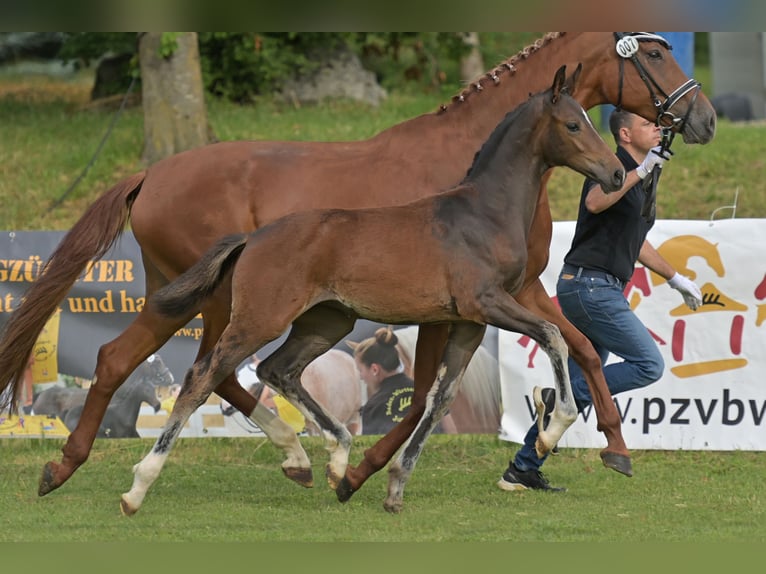 Deutsches Reitpferd Stute Fohlen (04/2025) Schwarzbrauner in Bad Wurzach