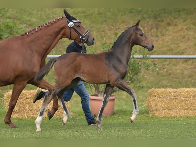 Deutsches Reitpferd Stute Fohlen (04/2025) Schwarzbrauner in Bad Wurzach
