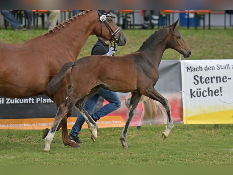Deutsches Reitpferd Stute Fohlen (04/2025) Schwarzbrauner in Bad Wurzach