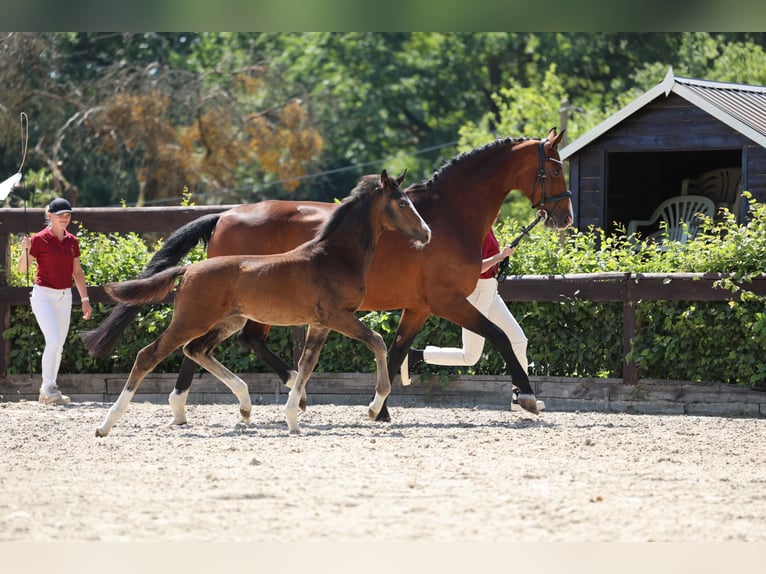 Deutsches Reitpferd Stute Fohlen (04/2025) Schwarzbrauner in Wriezen