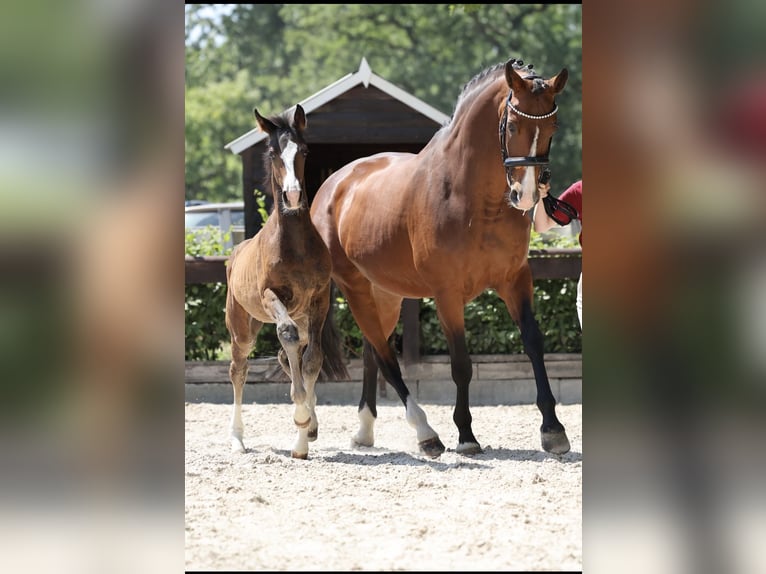 Deutsches Reitpferd Stute Fohlen (04/2025) Schwarzbrauner in Wriezen