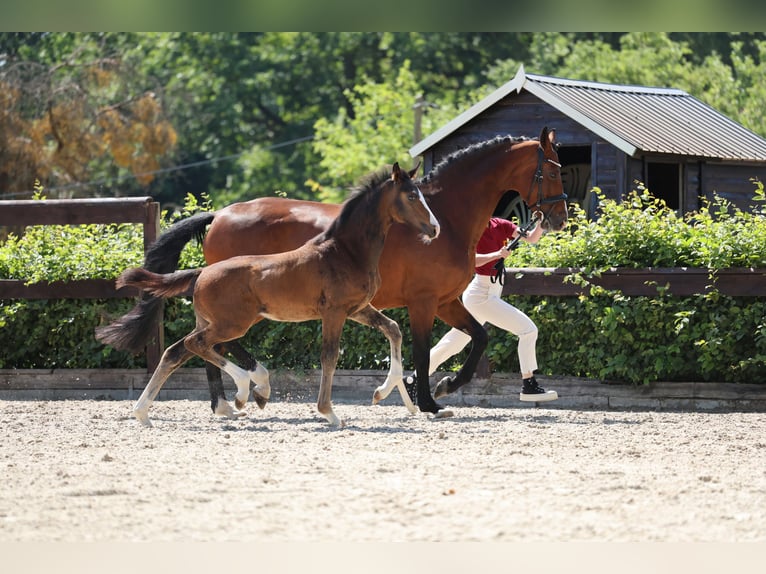 Deutsches Reitpferd Stute Fohlen (04/2025) Schwarzbrauner in Wriezen