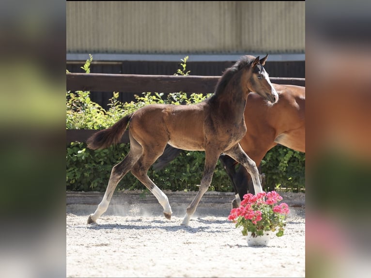Deutsches Reitpferd Stute Fohlen (04/2025) Schwarzbrauner in Wriezen