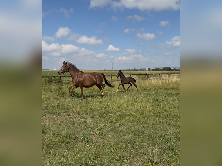 Deutsches Reitpferd Unbekannt Fohlen (04/2026) Schwarzbrauner in WegelebenWegeleben