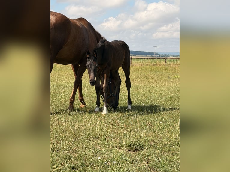 Deutsches Reitpferd Unbekannt Fohlen (04/2026) Schwarzbrauner in WegelebenWegeleben