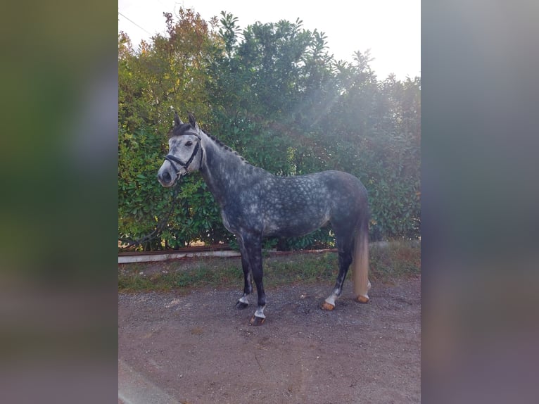 Deutsches Reitpferd Wallach 10 Jahre 160 cm Apfelschimmel in Himberg