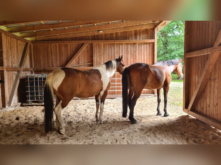 Deutsches Reitpferd Wallach 10 Jahre 160 cm in Oyten