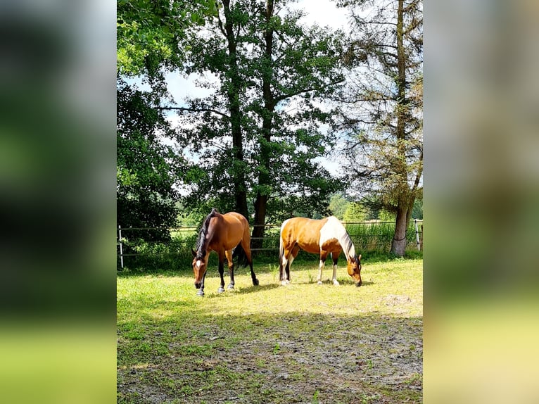 Deutsches Reitpferd Wallach 10 Jahre 160 cm in Oyten