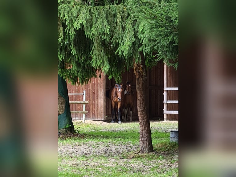 Deutsches Reitpferd Wallach 10 Jahre 160 cm in Oyten