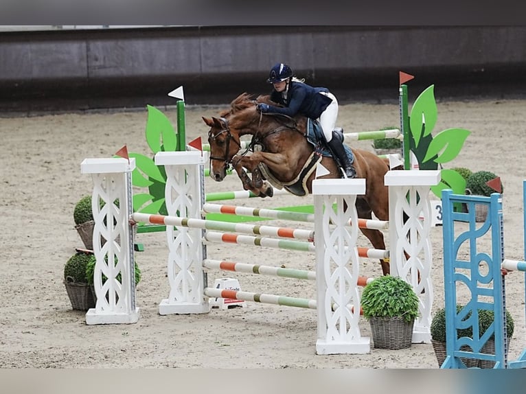 Deutsches Reitpferd Wallach 10 Jahre 162 cm Fuchs in Uedem, Keppeln