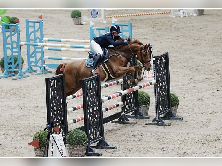Deutsches Reitpferd Wallach 10 Jahre 162 cm Fuchs in Uedem, Keppeln