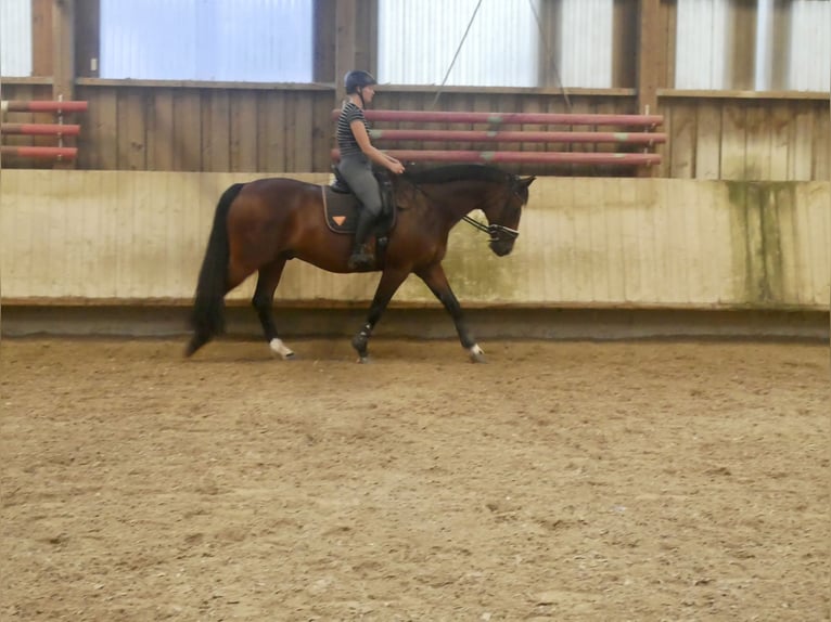 Deutsches Reitpferd Wallach 10 Jahre 165 cm Brauner in Bad Urach