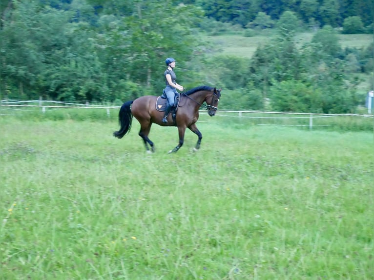 Deutsches Reitpferd Wallach 10 Jahre 165 cm Brauner in Bad Urach