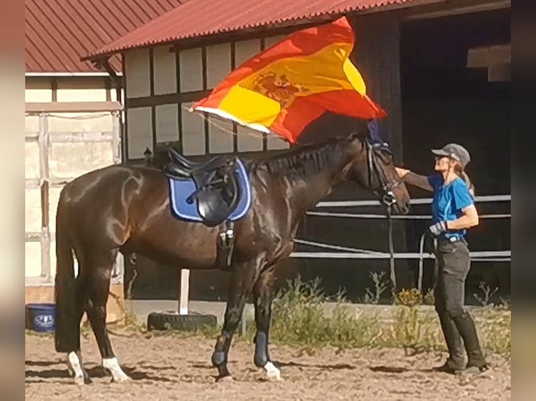 Deutsches Reitpferd Wallach 10 Jahre 165 cm Schwarzbrauner in Z&#xF6;rbig