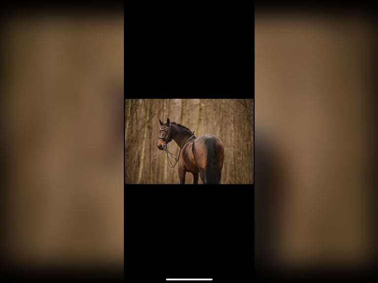 Deutsches Reitpferd Wallach 10 Jahre 167 cm Brauner in Mainz