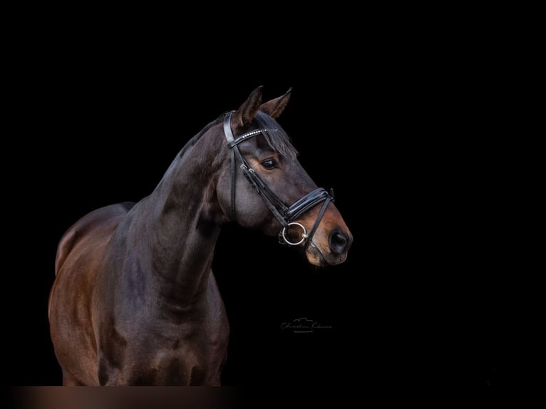 Deutsches Reitpferd Wallach 10 Jahre 167 cm Brauner in Mainz