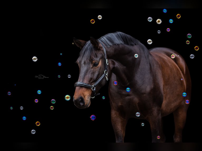 Deutsches Reitpferd Wallach 10 Jahre 167 cm Brauner in Mainz