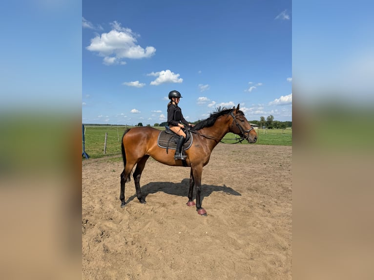 Deutsches Reitpferd Wallach 10 Jahre 168 cm Brauner in Uchtdorf