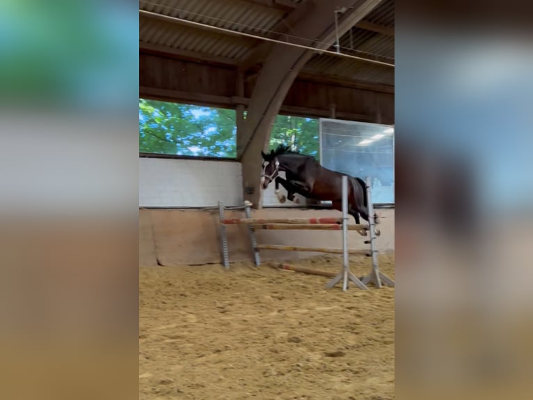 Deutsches Reitpferd Wallach 10 Jahre 170 cm Dunkelbrauner in Ratingen
