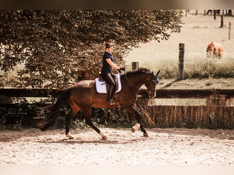 Deutsches Reitpferd Wallach 10 Jahre 172 cm Dunkelbrauner in Ratingen