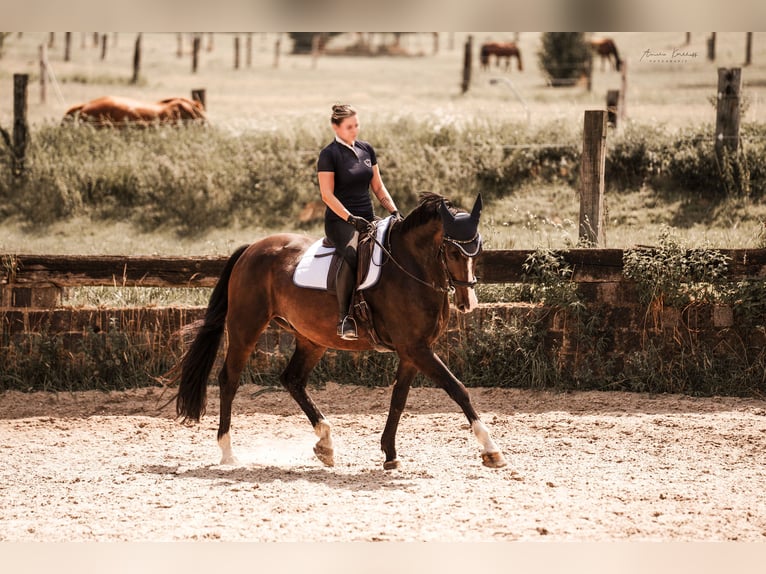 Deutsches Reitpferd Wallach 10 Jahre 172 cm Dunkelbrauner in Ratingen
