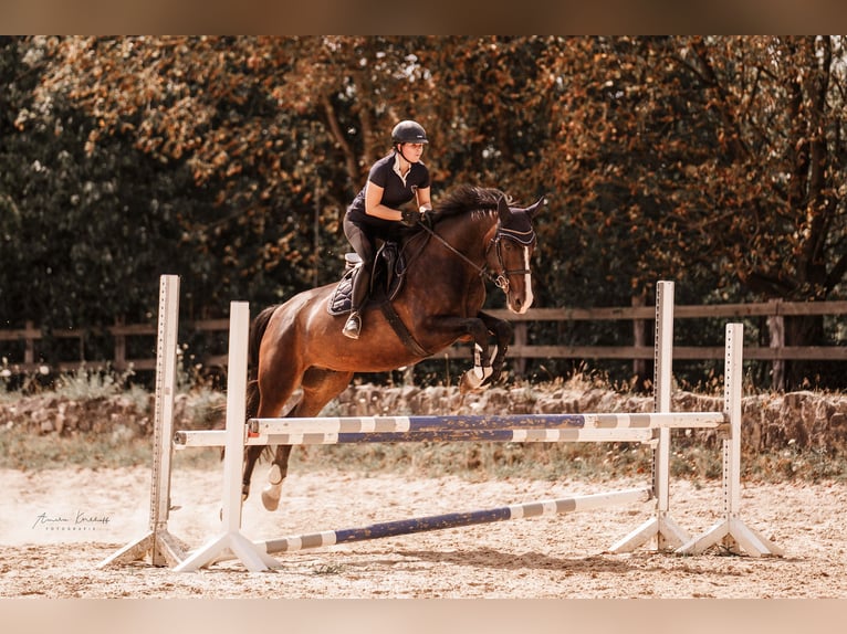 Deutsches Reitpferd Wallach 10 Jahre 172 cm Dunkelbrauner in Ratingen