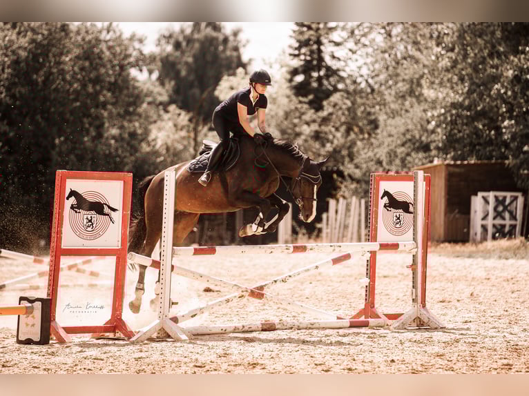 Deutsches Reitpferd Wallach 10 Jahre 172 cm Dunkelbrauner in Ratingen