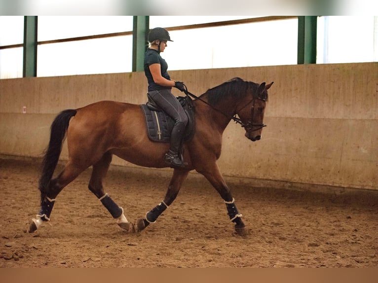 Deutsches Reitpferd Wallach 10 Jahre 174 cm Brauner in Sprockhövel