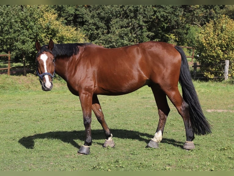 Deutsches Reitpferd Wallach 10 Jahre 175 cm Brauner in Walshausen