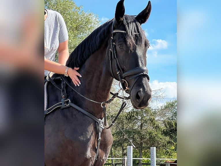 Deutsches Reitpferd Wallach 10 Jahre 175 cm Rappe in Zossen