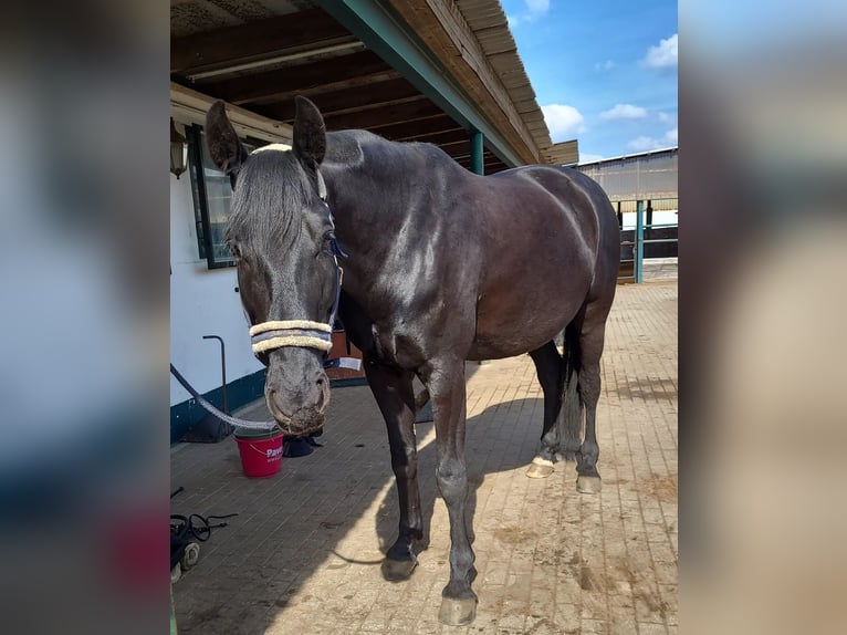 Deutsches Reitpferd Wallach 10 Jahre 175 cm Rappe in Zossen