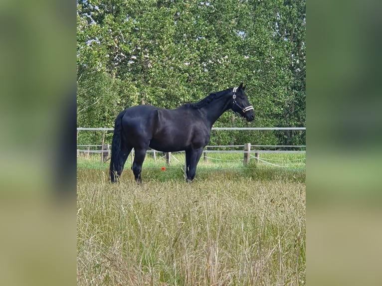 Deutsches Reitpferd Wallach 10 Jahre 175 cm Rappe in Zossen