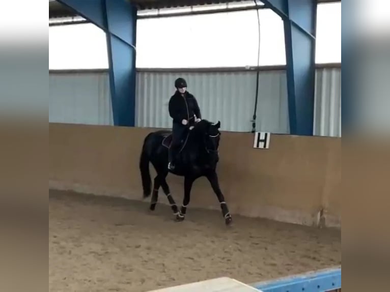 Deutsches Reitpferd Wallach 10 Jahre 175 cm Rappe in Zossen