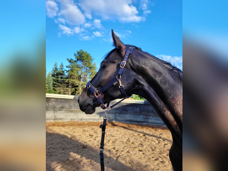 Deutsches Reitpferd Wallach 10 Jahre 175 cm Rappe in Zossen