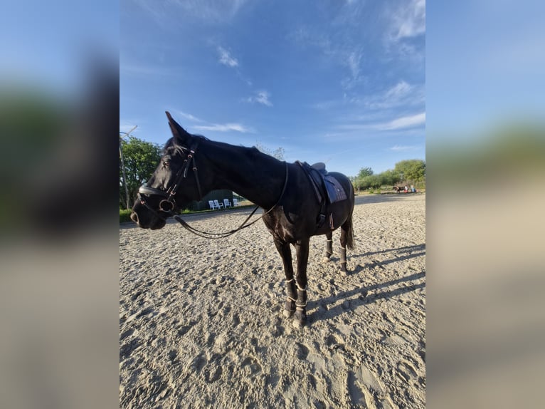 Deutsches Reitpferd Wallach 10 Jahre 175 cm Rappe in Zossen
