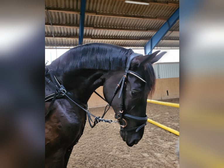 Deutsches Reitpferd Wallach 10 Jahre 175 cm Rappe in Zossen