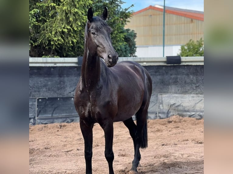 Deutsches Reitpferd Wallach 10 Jahre 175 cm Rappe in Zossen