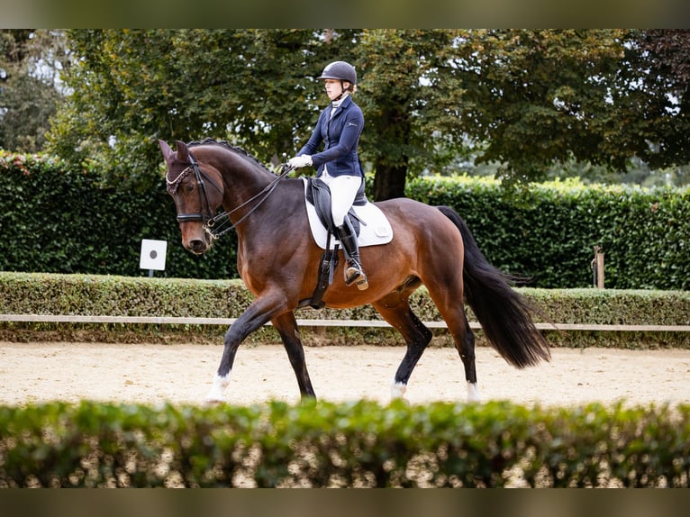 Deutsches Reitpferd Wallach 10 Jahre 182 cm Brauner in Heek