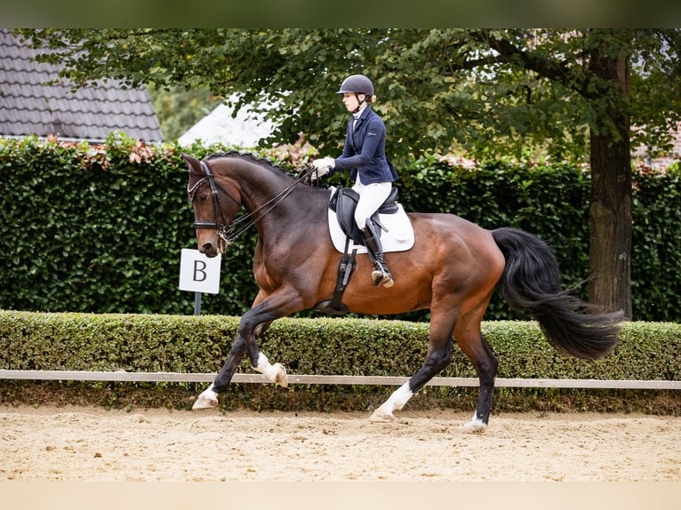 Deutsches Reitpferd Wallach 10 Jahre 182 cm Brauner in Heek