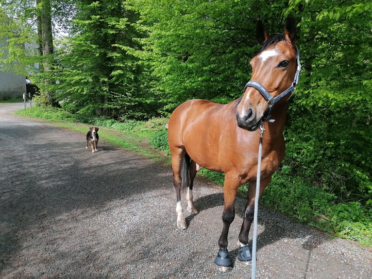 Deutsches Reitpferd Wallach 11 Jahre 157 cm Brauner in Lindlar
