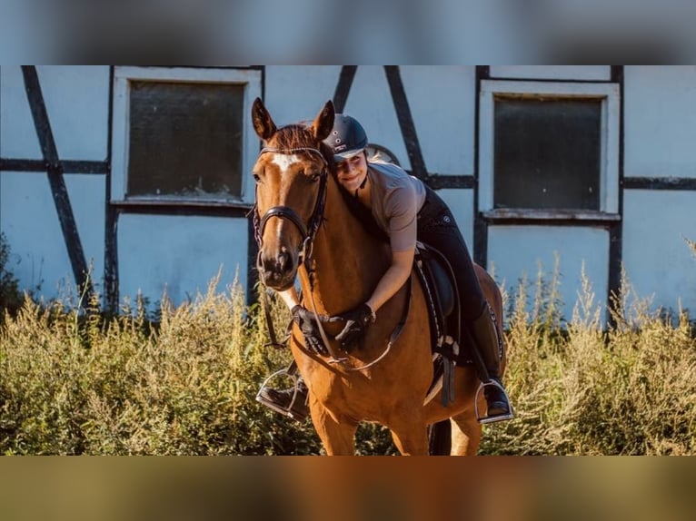 Deutsches Reitpferd Wallach 11 Jahre 157 cm Brauner in Lindlar