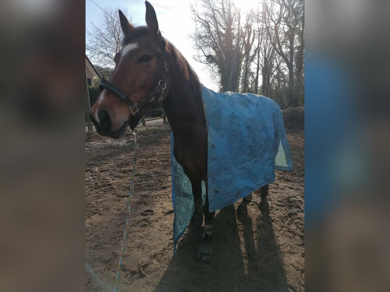 Deutsches Reitpferd Wallach 11 Jahre 157 cm Brauner in Lindlar