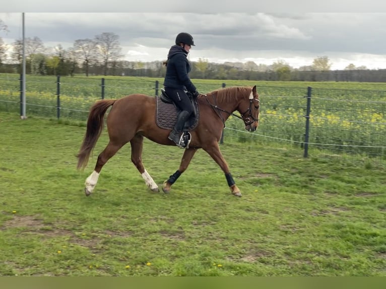 Deutsches Reitpferd Mix Wallach 11 Jahre 160 cm Fuchs in Bismark