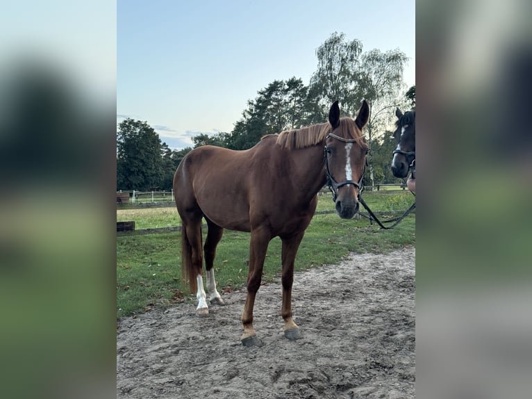 Deutsches Reitpferd Mix Wallach 11 Jahre 160 cm Fuchs in Bismark
