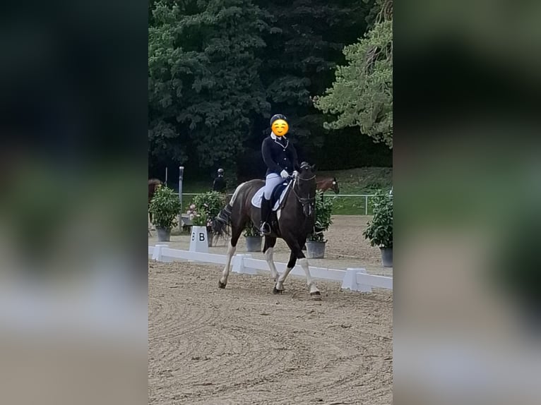 Deutsches Reitpferd Mix Wallach 11 Jahre 160 cm Schecke in Lorsch