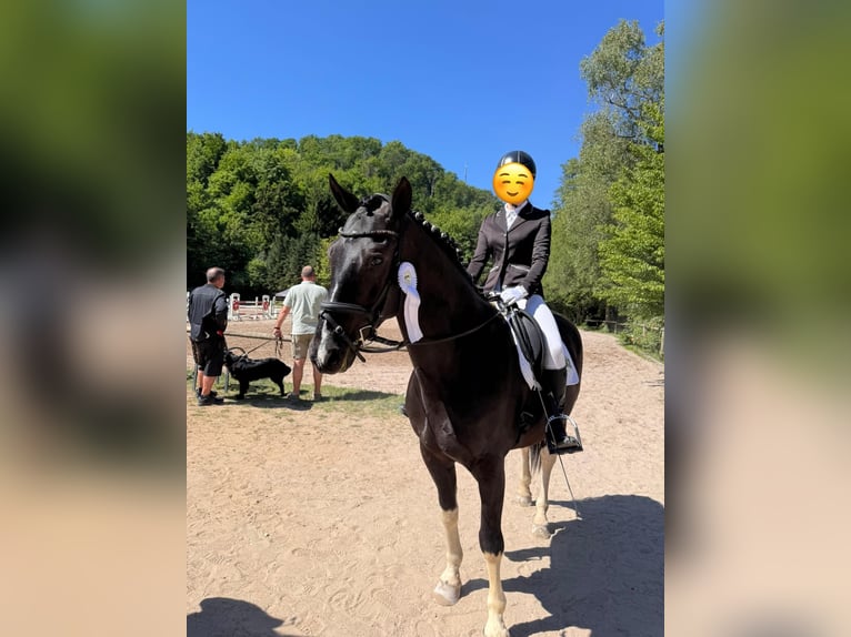 Deutsches Reitpferd Mix Wallach 11 Jahre 160 cm Schecke in Lorsch