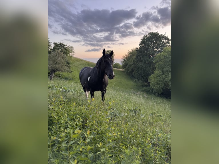 Deutsches Reitpferd Mix Wallach 11 Jahre 160 cm Schecke in Lorsch