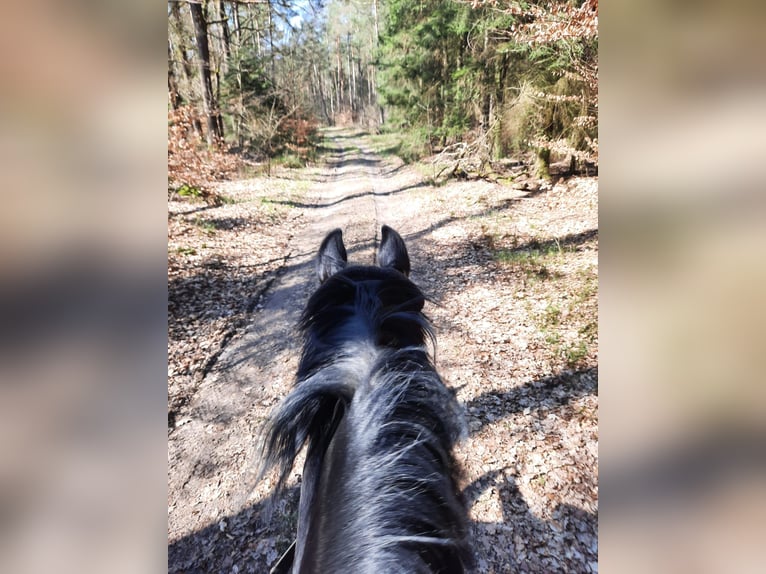 Deutsches Reitpferd Wallach 11 Jahre 162 cm Rappe in Bremen