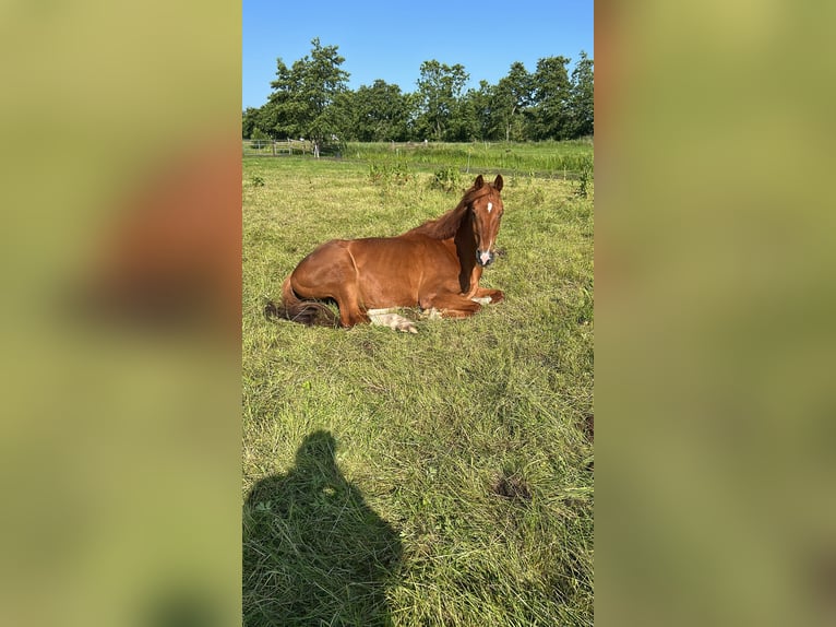 Deutsches Reitpferd Wallach 11 Jahre 165 cm Fuchs in Drachten-Azeven